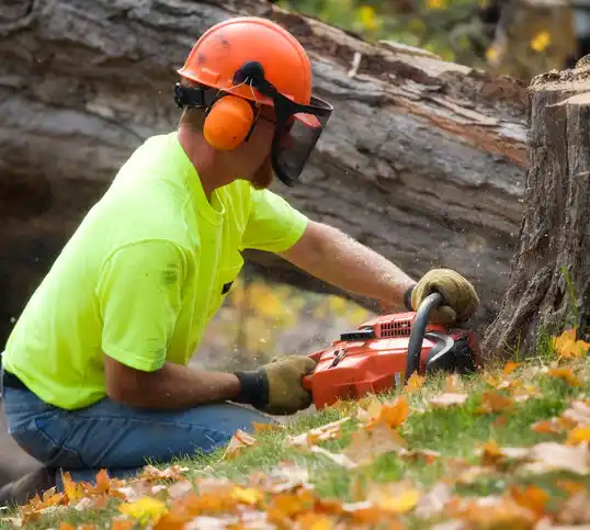 tree services Arcadia